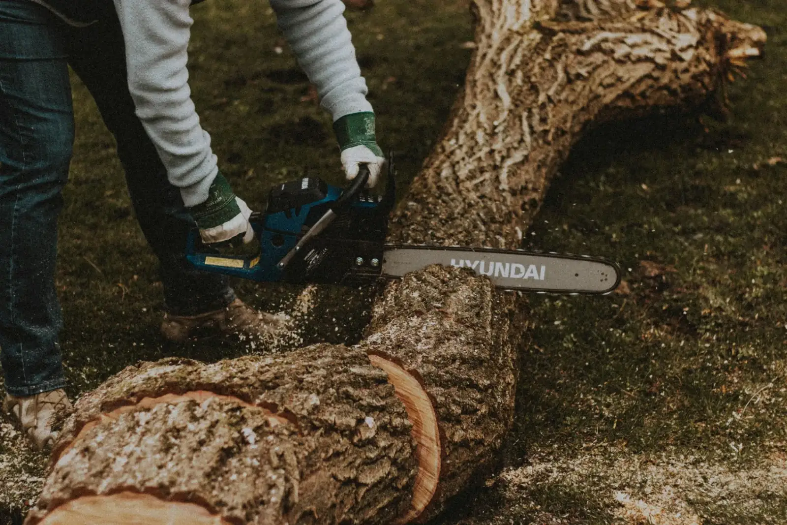 Spring cleanup and tree treatment services in Denver CO